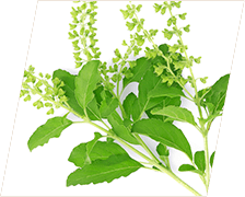 Holy Basil