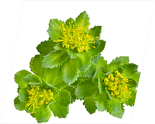 Rhodiola